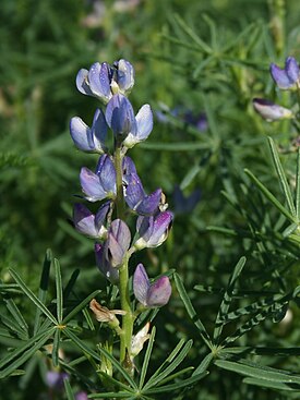 Lupinus angustifolius1.jpg