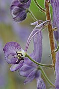 Aconitum septentrionale dissected flower D039 0284.jpg