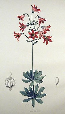 Lilium bolanderi.jpg