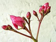 Nerium oleander