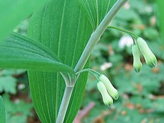 Polygonatum multiflorum bluete.jpeg
