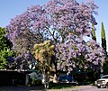 Jacaranda cuspidifolia flower.jpg