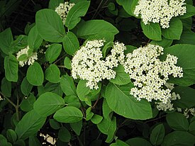 Viburnum lantana 001.jpg