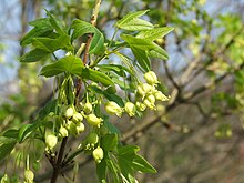 Acer-monspessulanum-Blattdetail.jpg