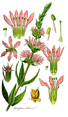 Lythrum salicaria 001.JPG
