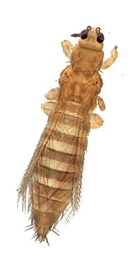 Thrips tabaci.jpg