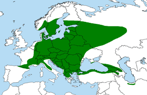 Клён остролистный, осенняя окраска листьев