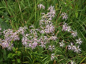 Dianthus superbus 190803.jpg