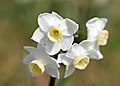 Jonquil flowers08.jpg