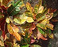 Croton David.Monniaux 2005.jpg