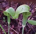 Arisaema triphyllum2.jpg