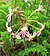 Pelargonium triste 1.jpg