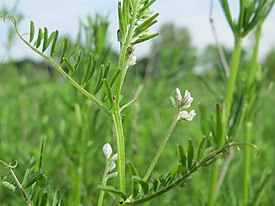 20160511Vicia hirsuta4.jpg