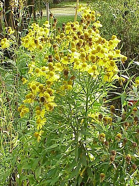 Helenium autumnale1.jpg