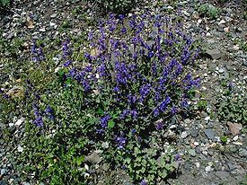 Nepeta-catarica.jpg