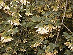 Acer monspessulanum.jpg