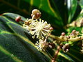 Codiaeum variegatum flower macro.jpg