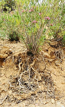 Nerium oleander