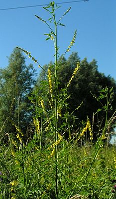 Melilotus officinalis01.jpg