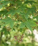 Acer pubipalmatum kz1.jpg
