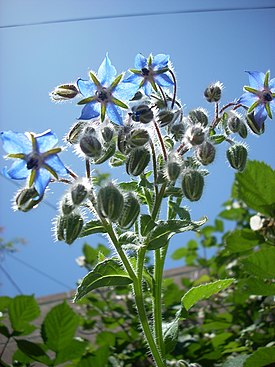 Blue borage flowers 2526205868 6b35bbac29 b.jpg