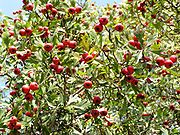 Crataegus azarolus Frucht.jpg