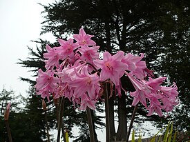 Naked Ladies Ferndale CA.jpg