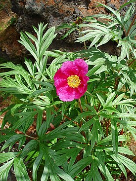 Paeonia anomala riu orkhon.jpg