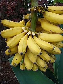 Банан райский