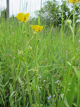 Ranunculus polyanthemos2.jpg