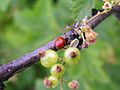 Coccinella bipunctata1.jpg