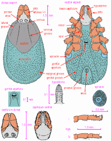 Ixodes hexagonus (aka).jpg