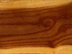 Morus alba wood ray section 1 beentree.jpg