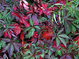 Thicket Creeper - Flickr - treegrow.jpg
