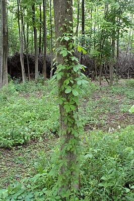 Parthenocissus quinquefolia 03085.jpg