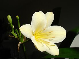 Clivia.miniata.citrina.jpg