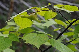 Corylus mandshurica-MW0160434-live.jpg