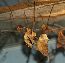 Idolomantis diabolica-subadult female.JPG