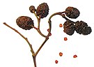 Alnus glutinosa - fruits and seeds.jpg