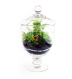 Terrarium-vase.jpg