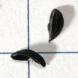 Allium.schoenoprasum.seeds.jpg