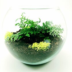 Ball terrarium.jpg