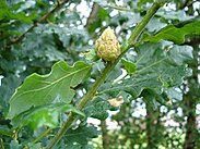 Andricus foecundatrix Quercus01.jpg