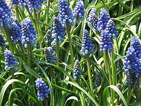 Muscari armeniacum clump.jpg
