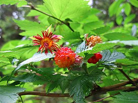 Rubus spectabilis pfly2.jpg