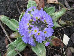 Primula denticulata blau.jpeg