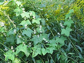 Echinocystis lobata 001.jpg