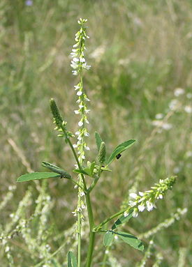 Melilotus alba bgiu.jpg
