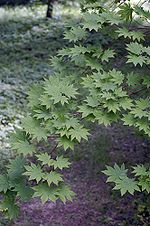 Acer sieboldianum1.jpg