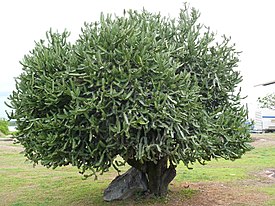 Cactus tronc kourou.jpg